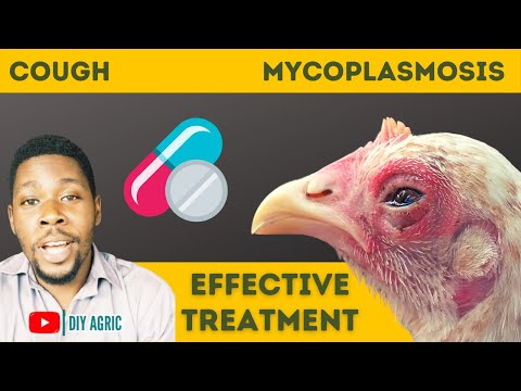 , title : 'How to Treat Cough in Chickens Chronic Respiratory Disease in Poultry'