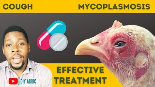 How to Treat Cough in Chickens Chronic Respiratory Disease in Poultry