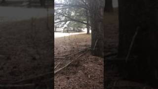 Hunter shoots charging grizzly near Emigrant, MT