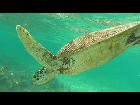 Mergulhe com snorkel na costa de Shinshiro