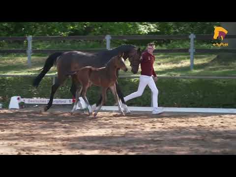 Meganus PS x DSP Chetlag Hengstfohlen geb 03.2023