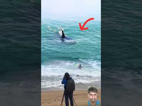 shork movie scene Hindi #shark #ocean #surfing @MOVIECLIPS #beach #movie #yearofyou #sea #shorts