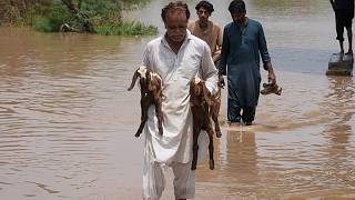 Pakistan: Rettungsteams evakuieren überflutete Dörfer in Sheikhupura