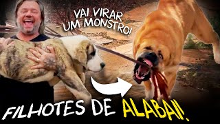 Miniatura do vídeo