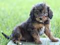 Cavapoo dogs for sale: Dahlia  - Video 1