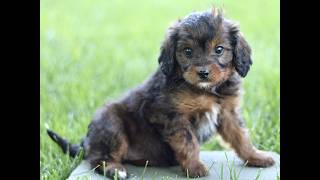 Video preview image #1 Cavapoo (Miniature) Puppy For Sale in LEOLA, PA, USA