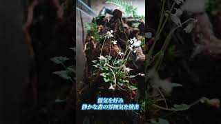 屋久島風パルダリウムで使っている植物4選｜静かな森をガラスの中に表現 #terrarium #shorts