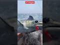Keep Your Eyes Open When Fishing For A Blue Marlin By Fishingfins