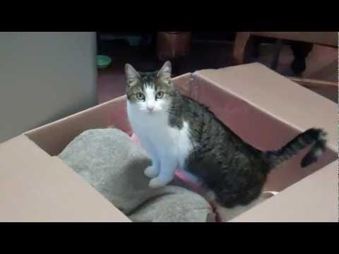 PACKING BOXES & CATS! ||7.10.11||35 Video