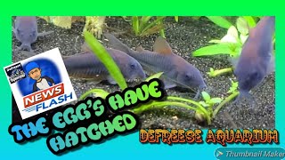 Corydoras catfish The Eggs Have Hatched