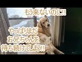 やっぱりまだお兄ちゃんが来るのを待ち続けてしまう大型犬。ゴールデンレトリバーティト。