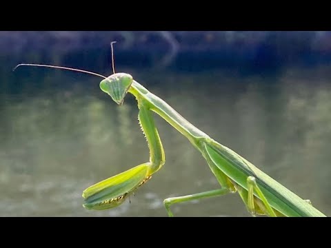 My Praying Mantis Teacher — Jay's Chicago