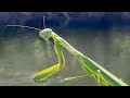 My Praying Mantis Teacher — Jay's Chicago