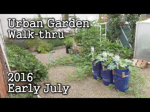 , title : '2016 July 4th Albopepper Urban Garden Update'
