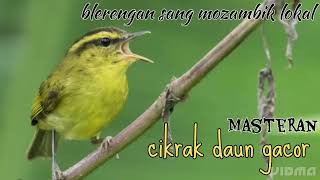 Download lagu cikrak daun gacor || blerengan gacor || mozambik lokal || suara pikat cikrak daun || Niki Bos mp3