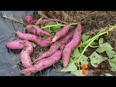 , title : 'Jak pěstovat batáty🍠. Ipomoea batatas'