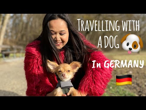 Travelling with a Dog 🐶 in Germany & Europe | Public Transportation | RULES: Cafe, Restaurant, Hotel