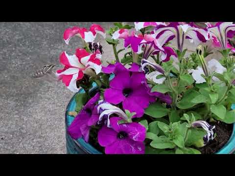 Hummingbird Moth - Texas