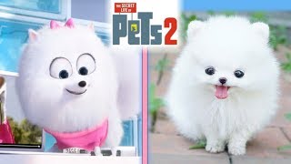 The Secret Life Of Pets 2 IN REAL LIFE!!!