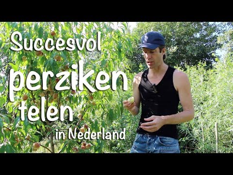 download lagu mp3 mp4 Perzikboom In Nederland, download lagu Perzikboom In Nederland gratis, unduh video klip Perzikboom In Nederland