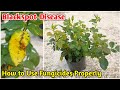 How To Treat Black Spot on Roses | Best Fungicide for Blackspot Treatment on Roses