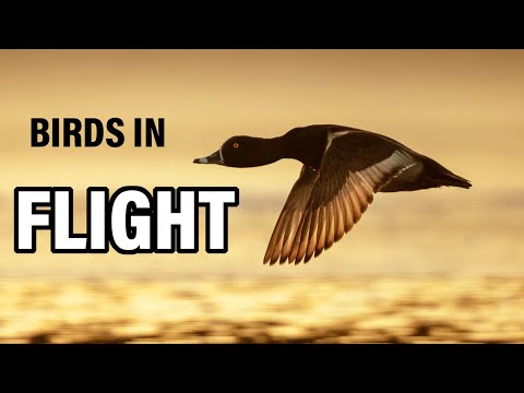 PRO SECRETS FOR TACK SHARP BIRD IN FLIGHT PHOTOS: Top tips and settings to get the shots!