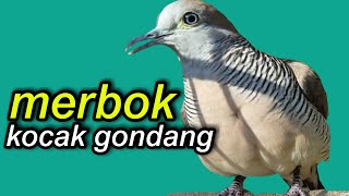 Download lagu merbok kocak gondang memncing perkutut rumahan mp3 Download lagu merbok kocak gondang memncing perkutut rumahan mp3