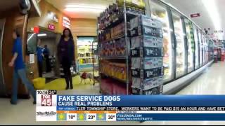 TONIGHT AT 11: Fake Service Dogs Cause Probl