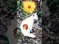 Hey Shorts Youtubeshorts Alizee Alizée Hey Amigo Cat
