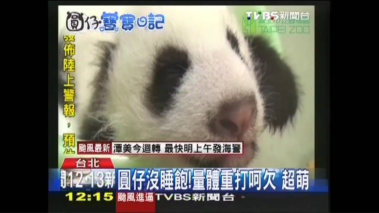 圓仔保母現身! 陸專家分享「育兒經」
