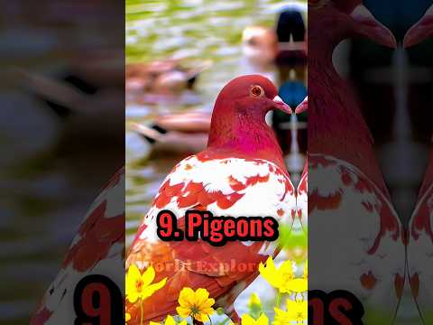 世界で最も賢い動物トップ 10😱 दुनिया के10 सबसे बुद्धिमान जानवर🤯#shorts #viral #animals#world