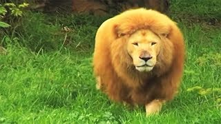 Zookeeper tosses soccer ball to bored lion in zoo. He stuns everyone with his incredible skills