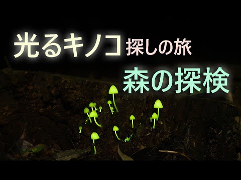 園芸 生物発光キノコ