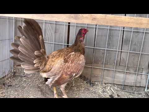 Golden Chocolate Henny Stag