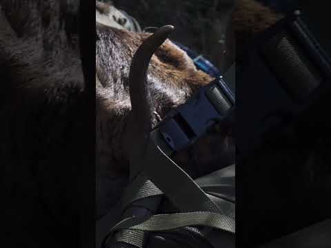 Why do I hunt?