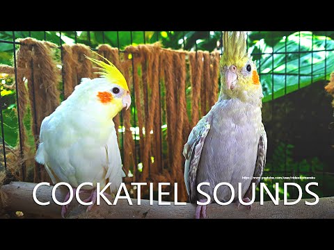 Cockatiel Sounds - Lutino and Pearl From Nono
