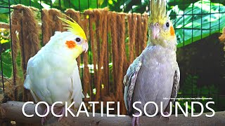 Download lagu Cockatiel Sounds - Lutino and Pearl From Nono mp3 Download lagu Cockatiel Sounds - Lutino and Pearl From Nono mp3