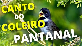 canto do pssaro coleiro pantanal - melhor canto pra ensinar seu coleiro - tui tui pantanal