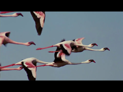 Flamingosis - Flight of the Flamingo