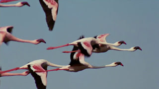 Flamingosis - Flight of the Flamingo