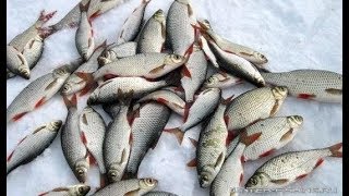 На что лучше клюет плотва в декабре