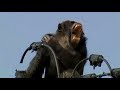 Chimpanzee gets ELECTROCUTED in Japan