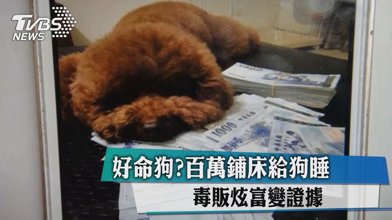 好命狗？百萬鋪床給狗睡　毒販炫富變證據