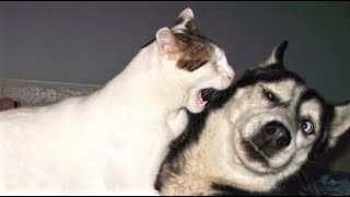 Funny animal videos - Funny cats / dogs - Funny animals 247