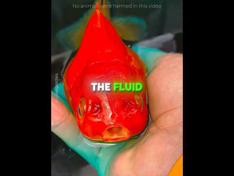 This Goldfish Was SUFFERING From Ascites 🐟♥️