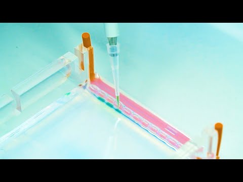 Interfakultäres Institut für Biochemie (IFIB)