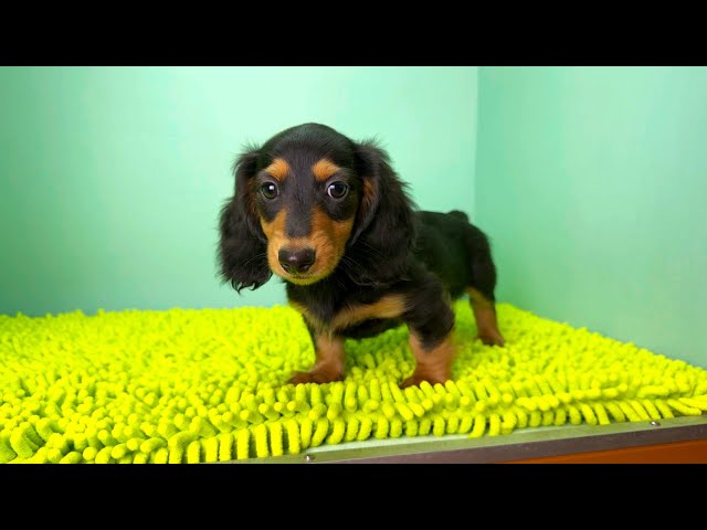 (子犬) 犬種：ダックスフンド・ミニチュア・ロング 男の子 ブリーダー マロニエケンネル　MARRONNIER KENNEL k3673の画像