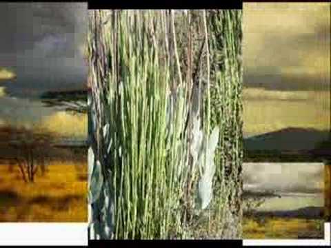 Welcome Too Africa Von Paffendorf