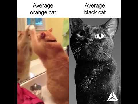 Average orange cat vs average black cat (my meme)
