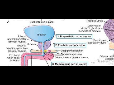 Urinary System
